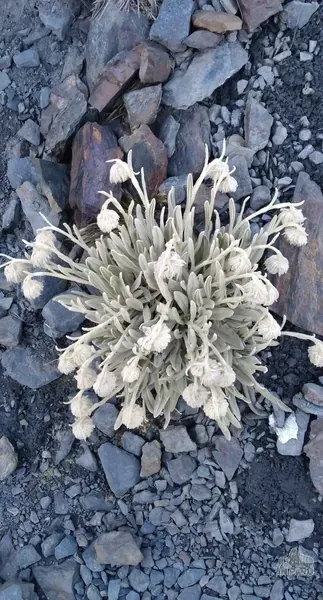 Vida extrema: Pequeña planta a más de 5000 msnm