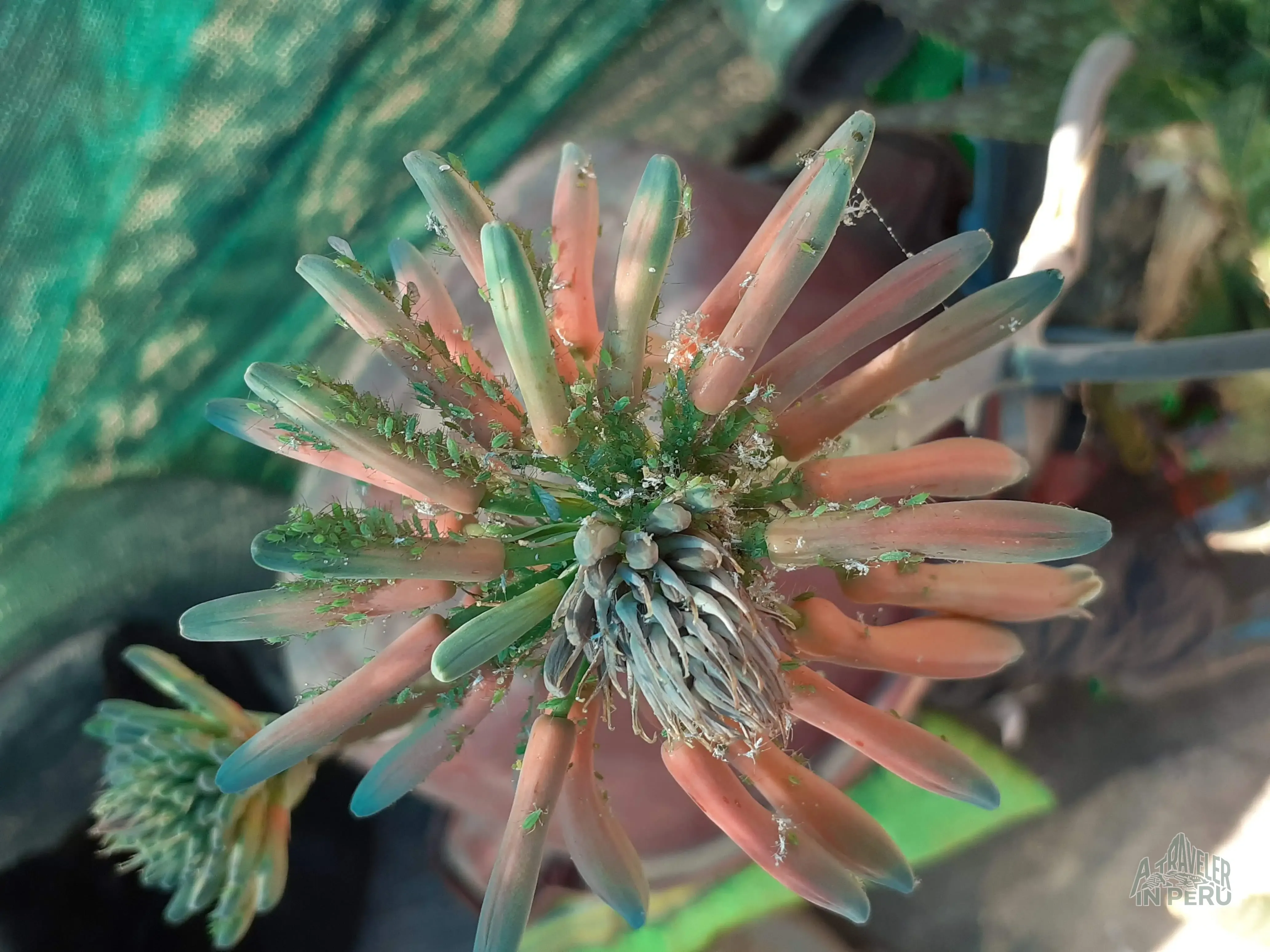 Una peculiar planta en Arequipa
