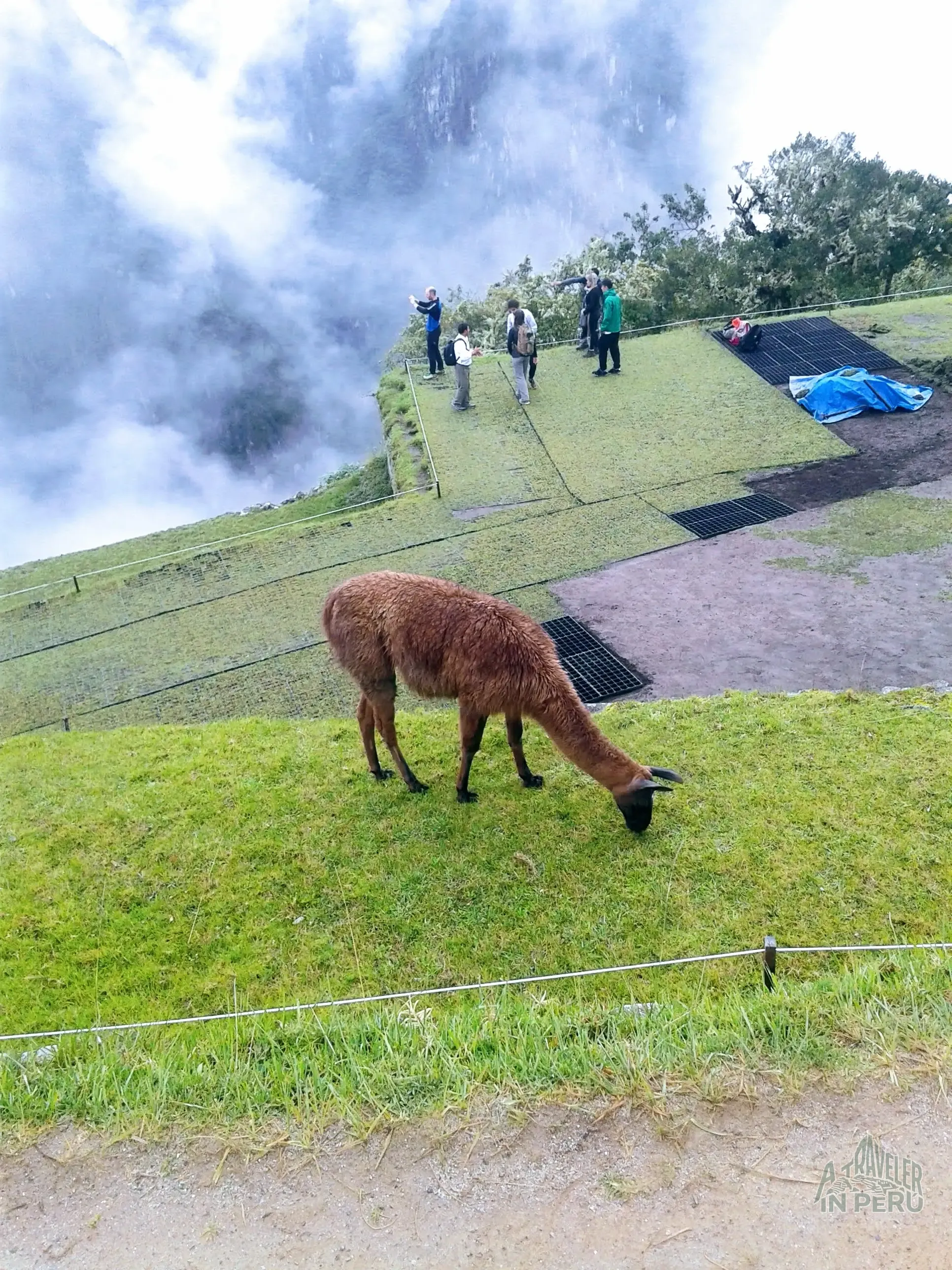 Una llama andina amigable posando