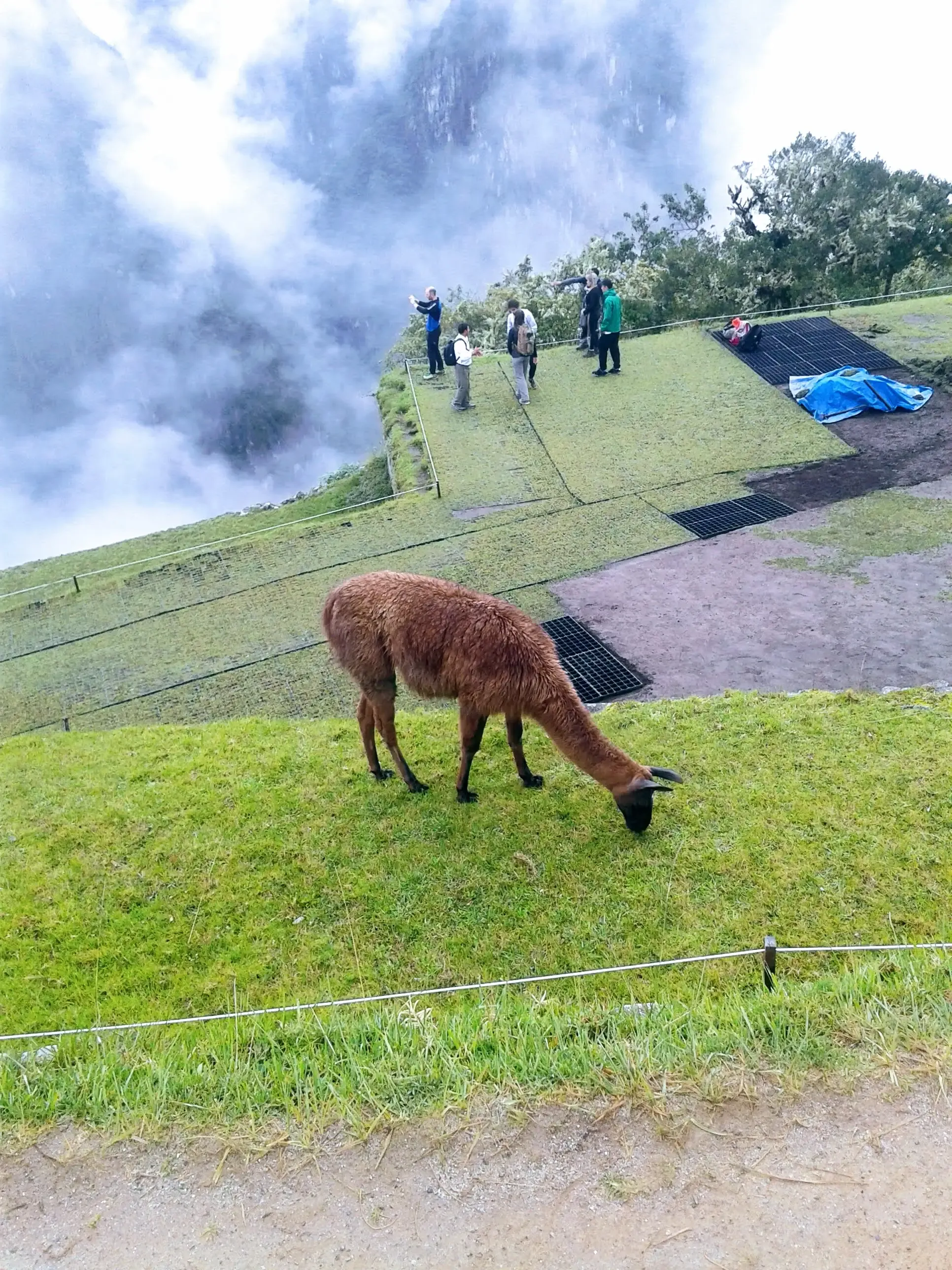 A friendly Andean llama posing